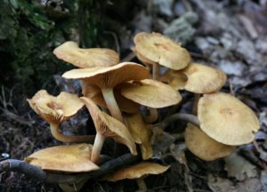 Dla amatorów grzybobrania